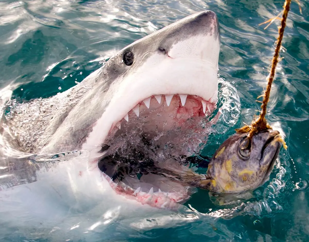 Great White Shark reaches for bait